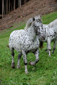 Frühstückspension: Pitzerhof