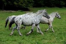 Frühstückspension: Pitzerhof