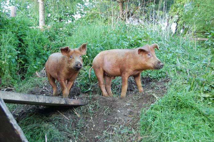 Frühstückspension: Lutzmannhof