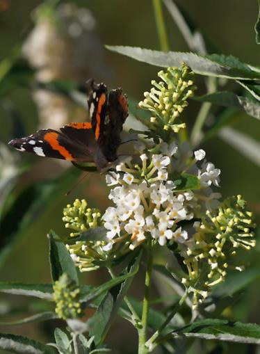 Pensionen - WLAN - Samerberg - Kräuterpension Aloisia
