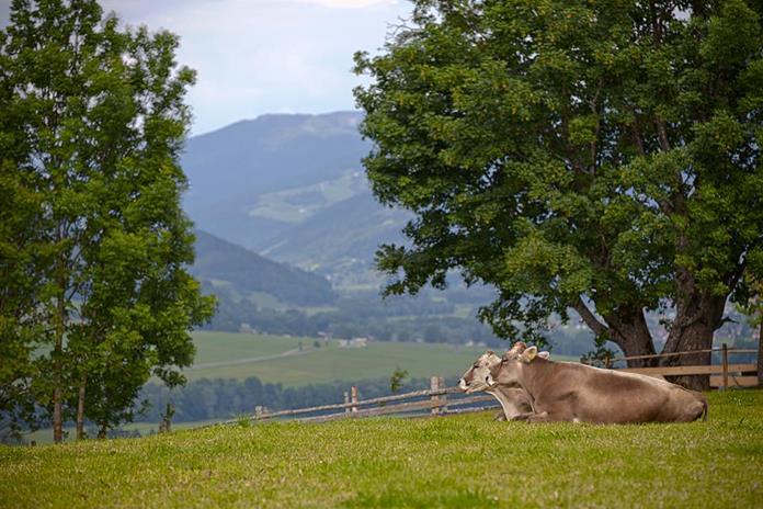 Frühstückspension: Frühstückspension Margit
