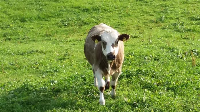 Frühstückspension: Schwarzkoglerhof