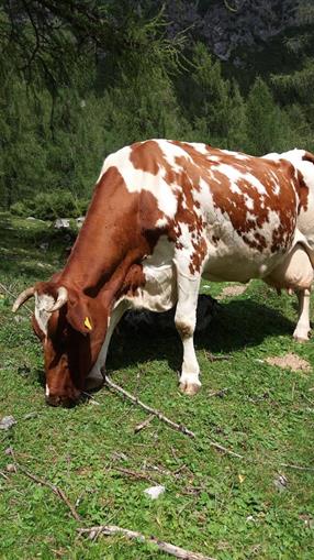 Frühstückspension: Schwarzkoglerhof