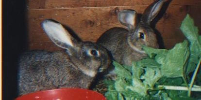 Pensionen - Hunde: erlaubt - Ramsau am Dachstein - Deutlhauserhof