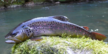 Pensionen - Parkplatz: kostenlos bei der Pension - Osttirol - PENSION FORELLENHOF SPEICHER TASSENBACH FISCHEREI - Pension Forellenhof