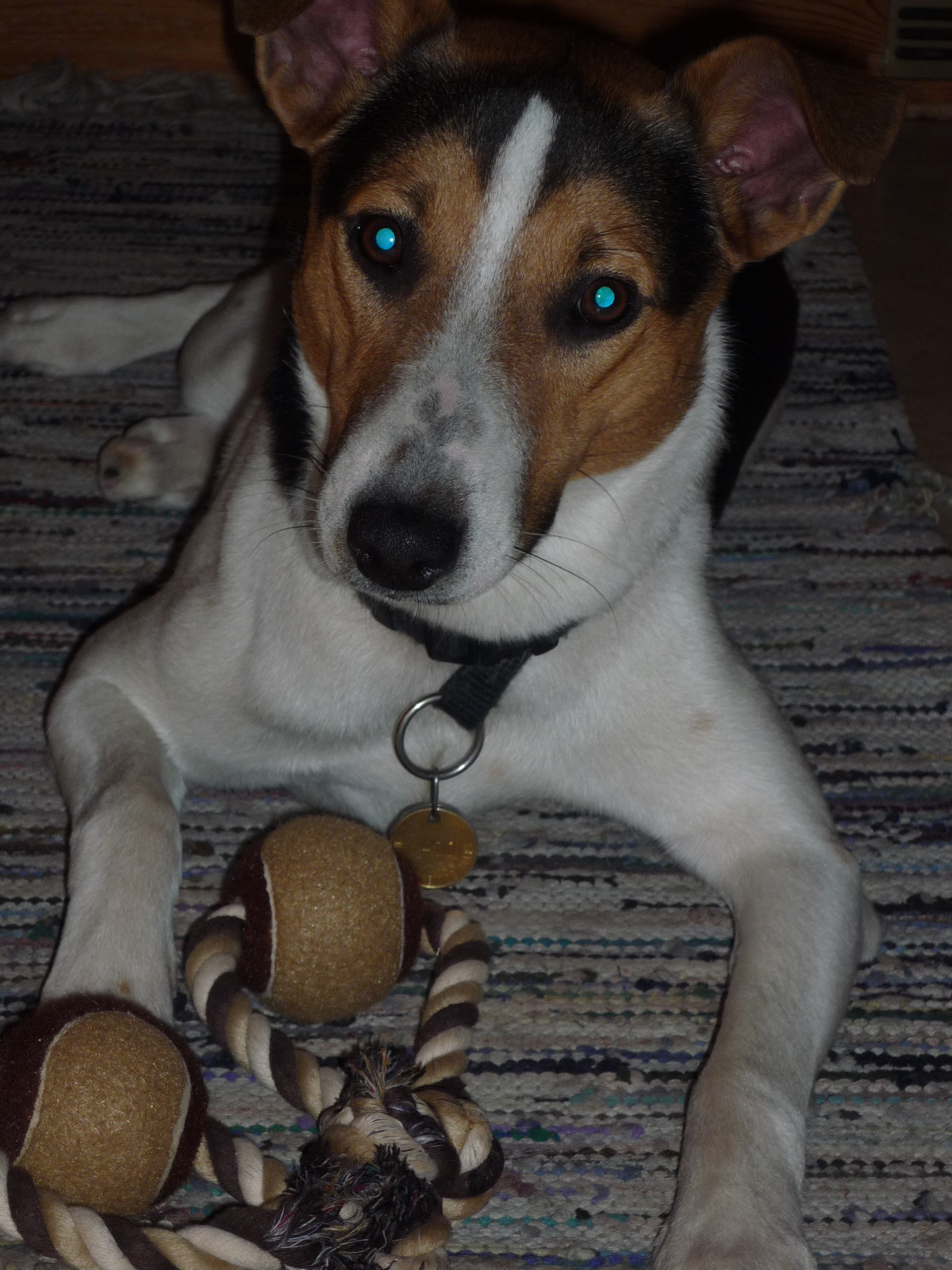 Haus Stubenböck Unsere Mitarbeiter Franz und Elvis