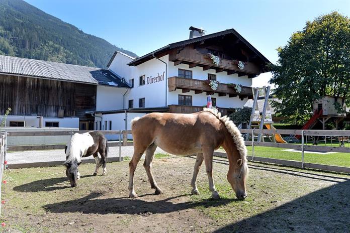 Frühstückspension: Pension Traube