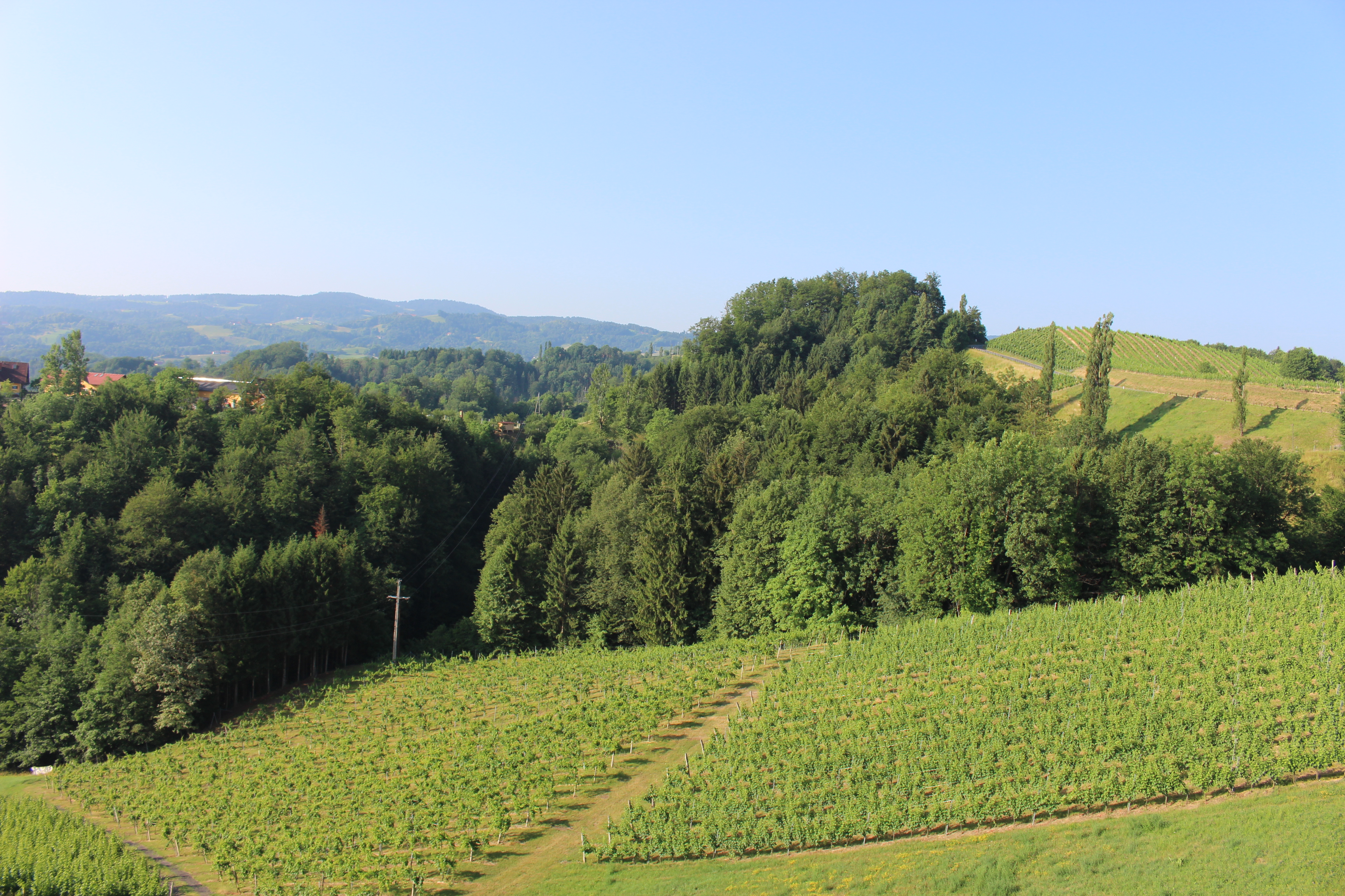 Pensionen - Arnfels - Ausblick auf unsere Weingärten - Weingut Juritsch
