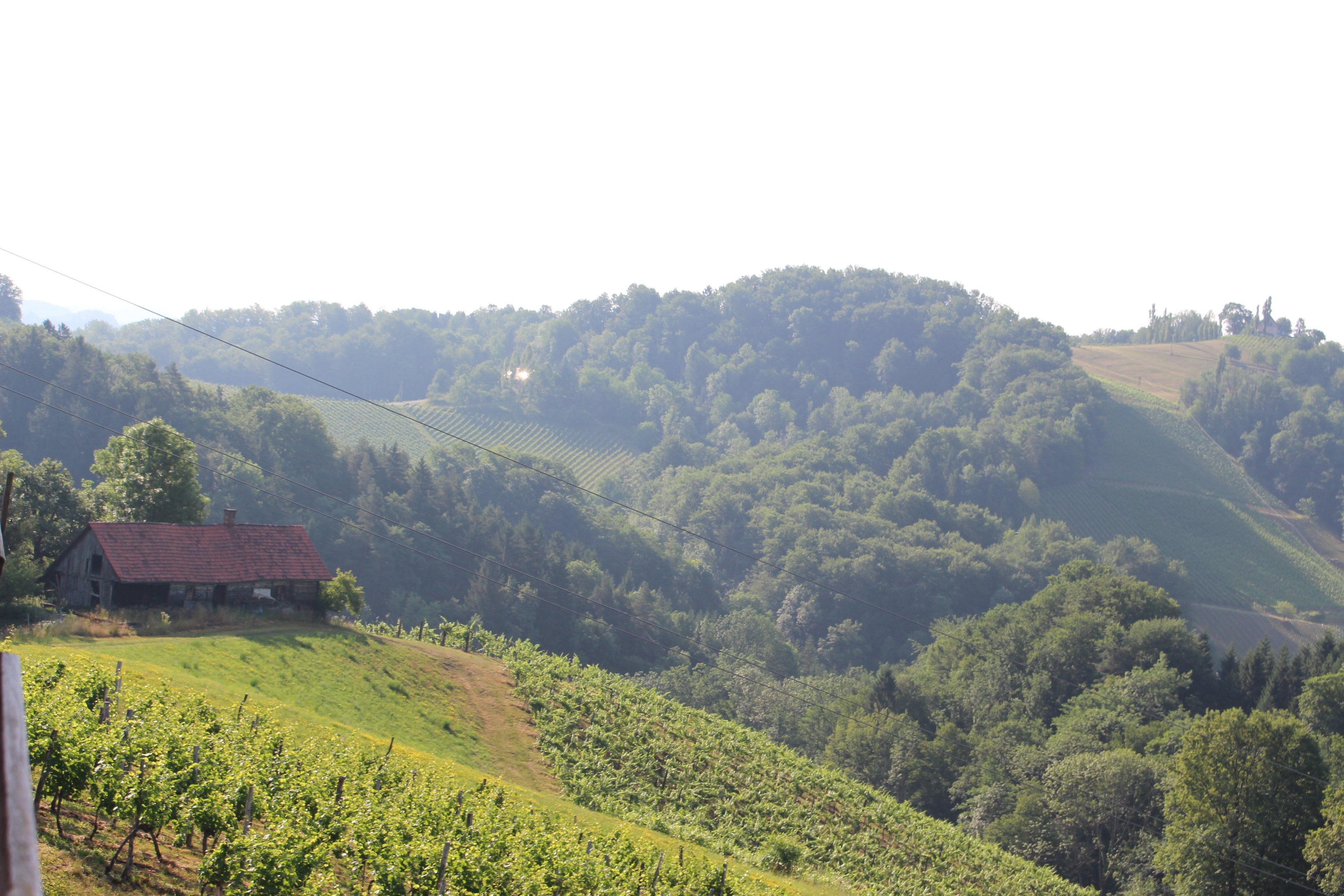 Frühstückspension: Ausblick - Weingut Juritsch