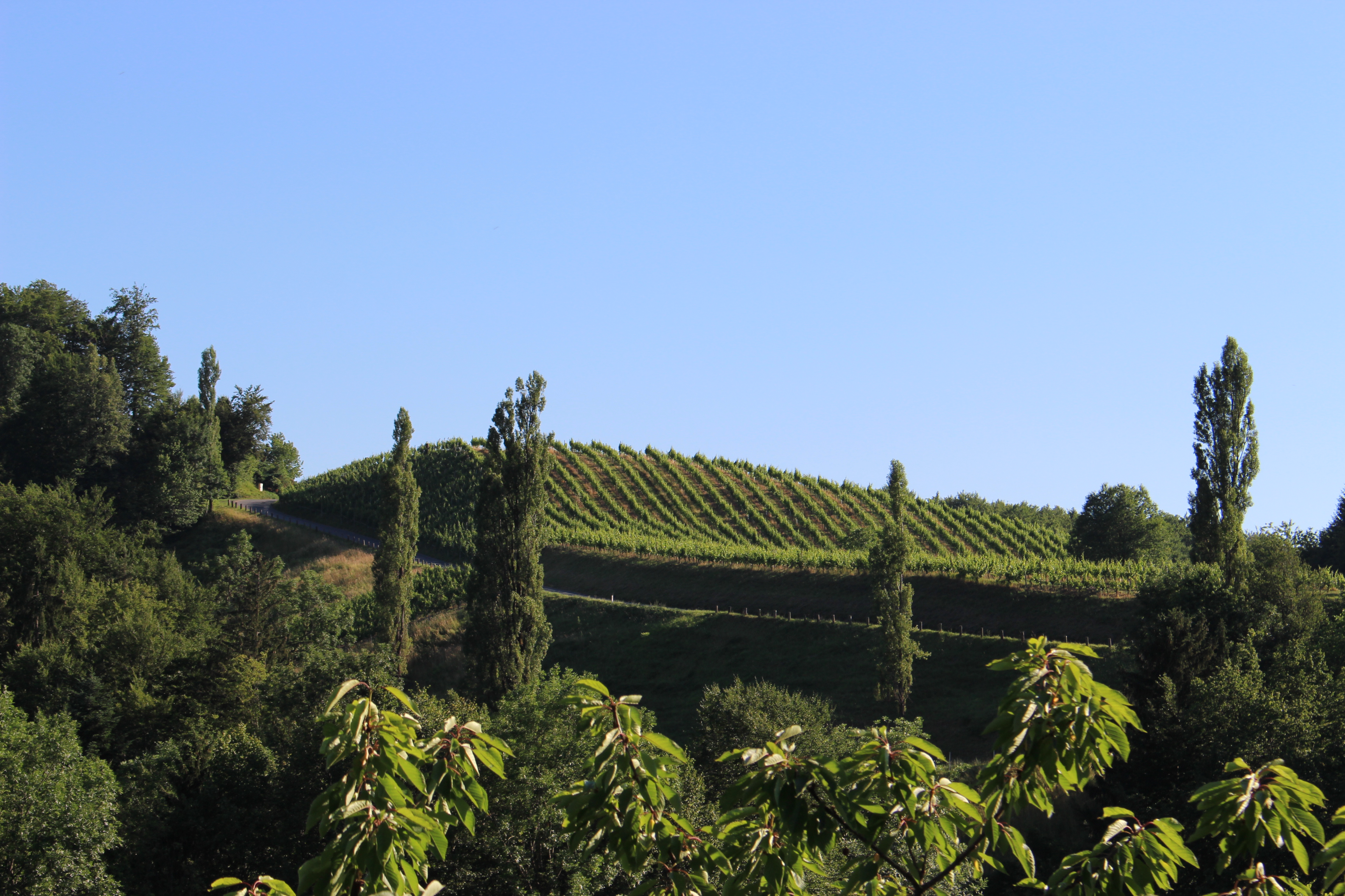 Frühstückspension: Weingut Juritsch