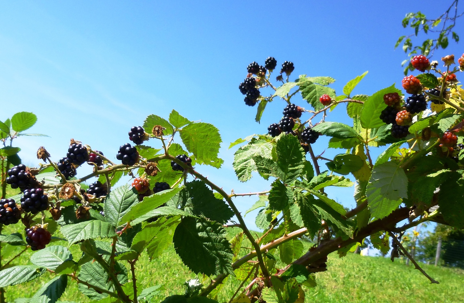 Frühstückspension: Kräuter und Beeren aus dem Naschgarten - Sohlerhof überm Bodensee