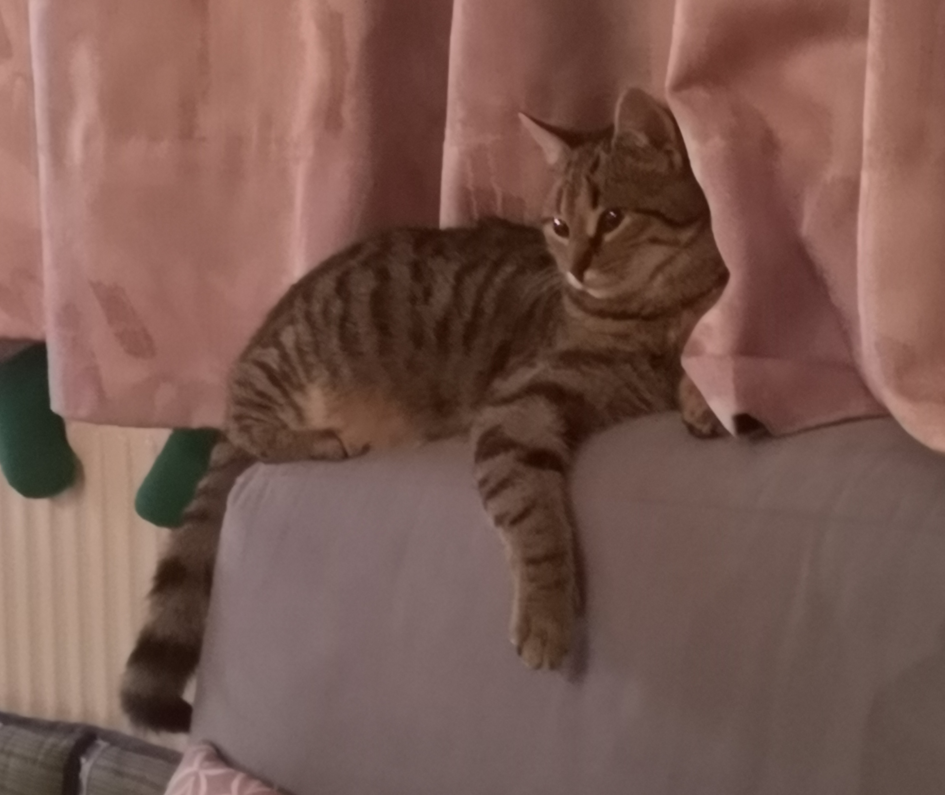 Frühstückspension: Sohlerhof überm Bodensee