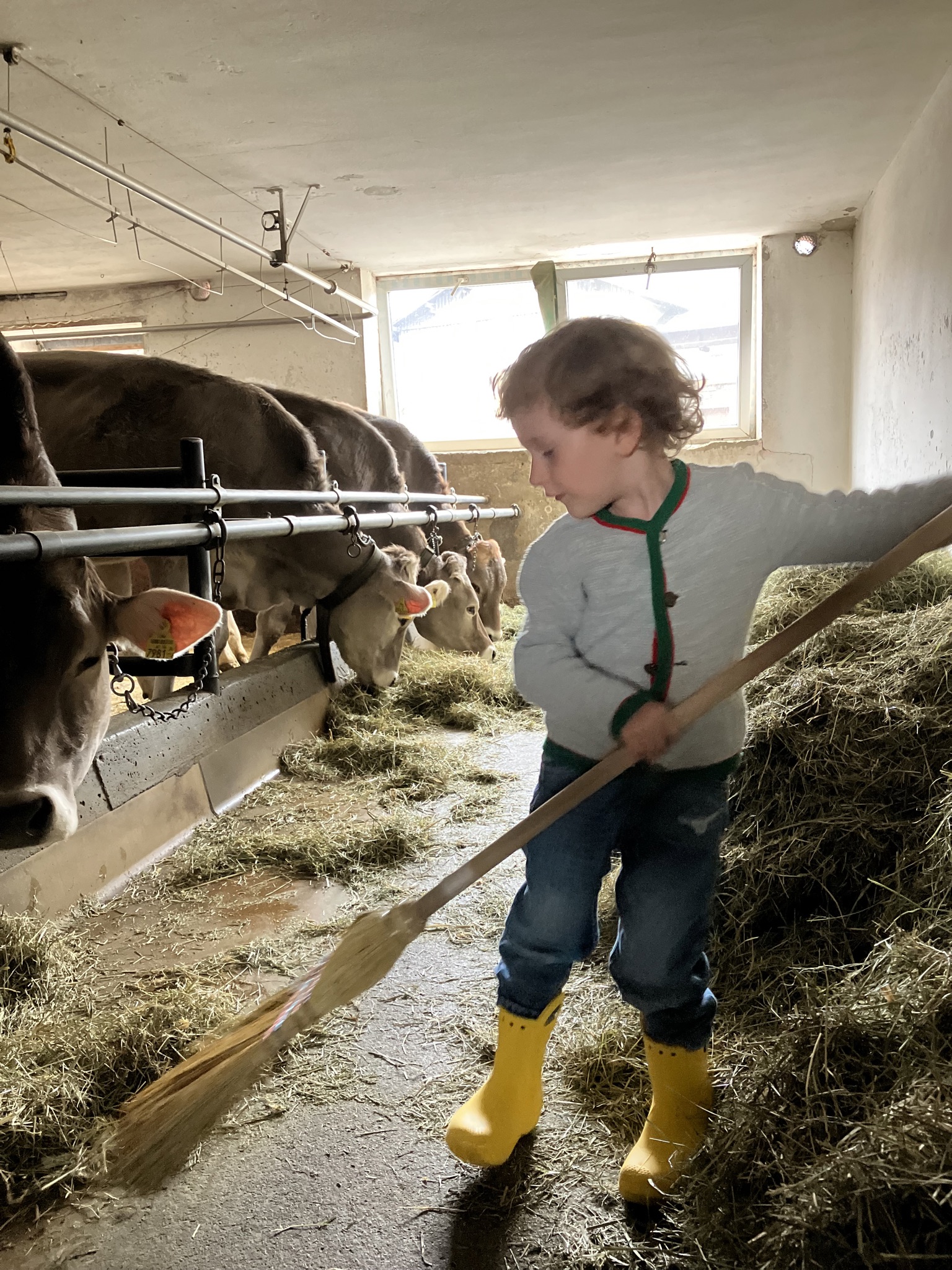 Frühstückspension: Dem Bauern helfen. Aber die Tiere von Juni bis Anfang September auf der Alpe - Sohlerhof überm Bodensee