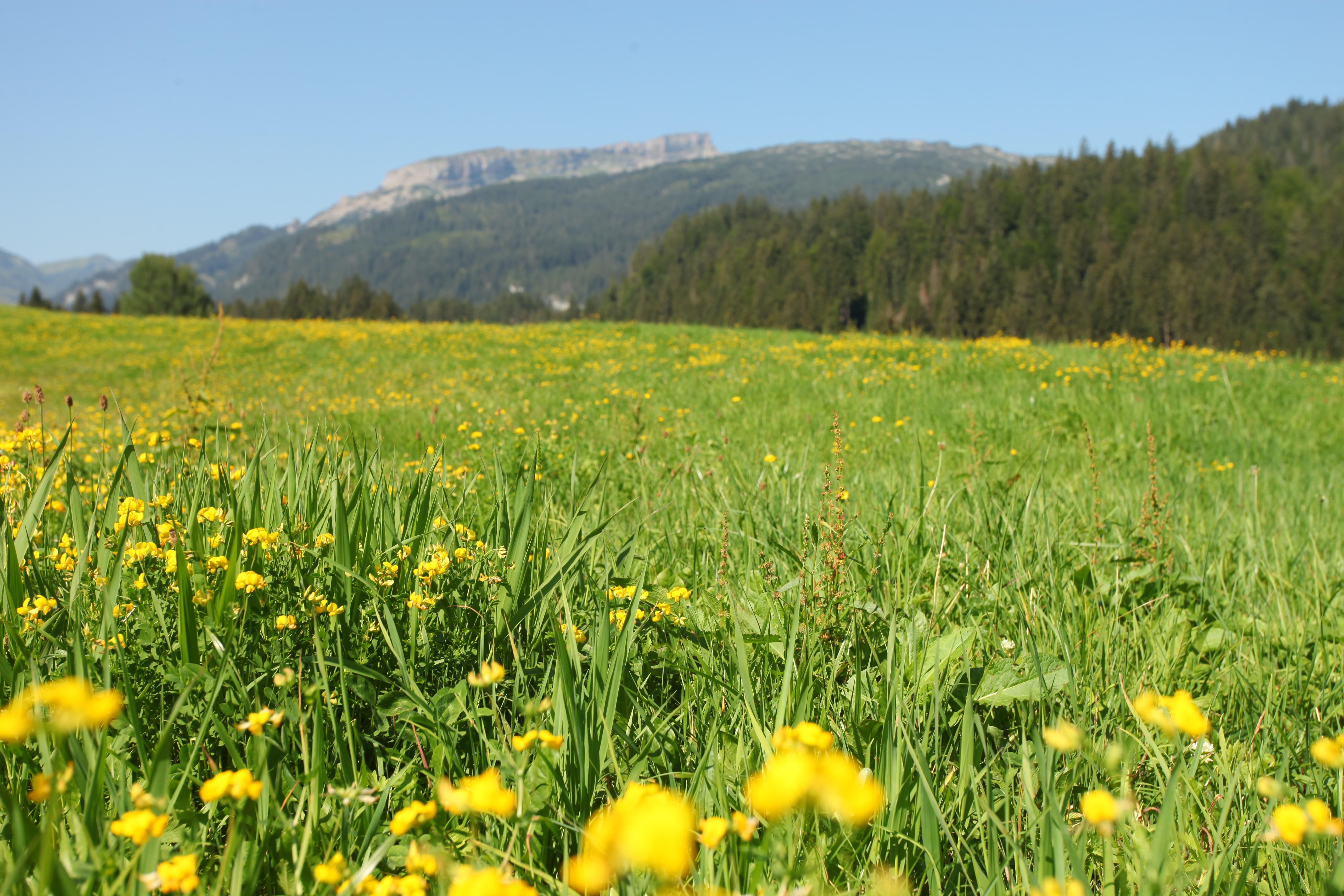Frühstückspension: Ausblick von unseren Zimmern mit Süd -und Westbalkonen oder Terrassen. - Landhaus Bromm