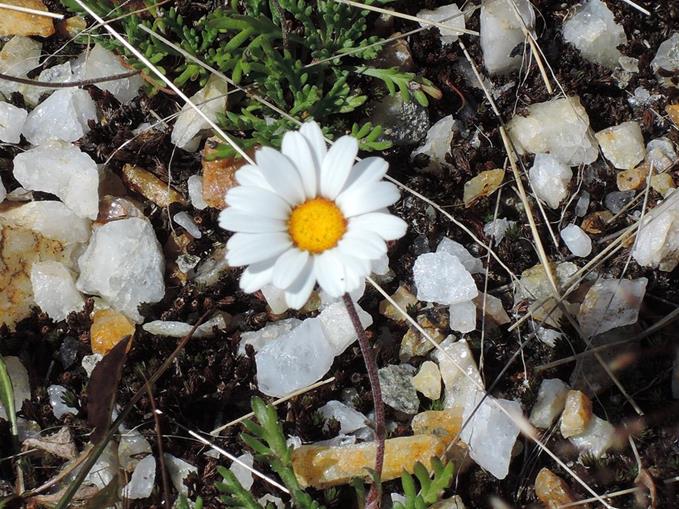 Pensionen - St. Anton am Arlberg - Haus Wallis