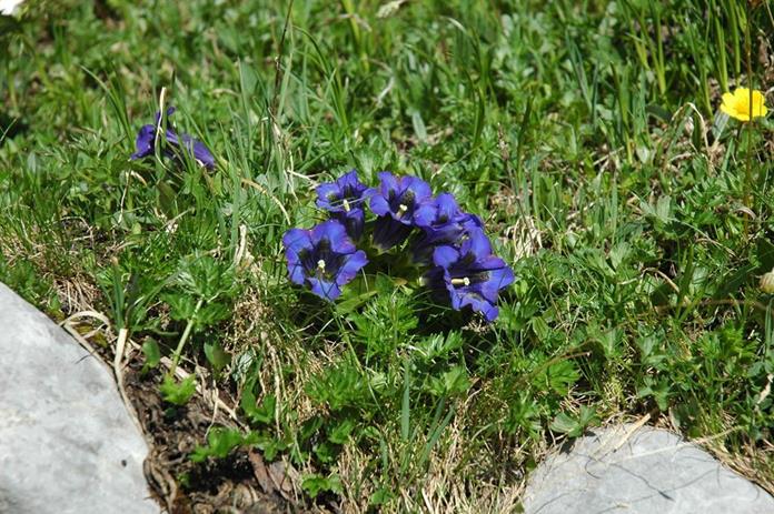 Frühstückspension: Haus Wallis