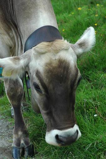 Frühstückspension: Haus Wallis