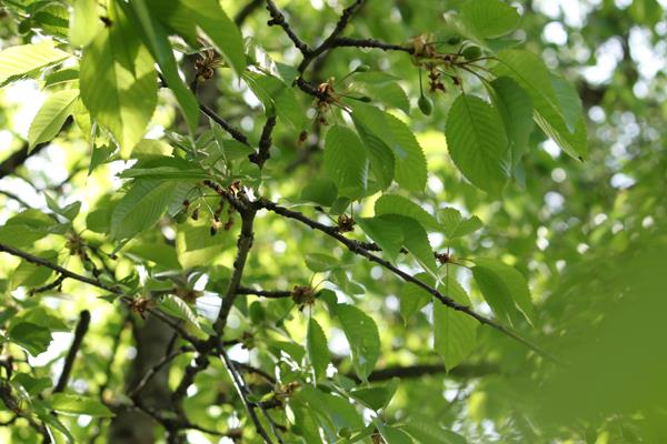 Frühstückspension: Glitschnerhof