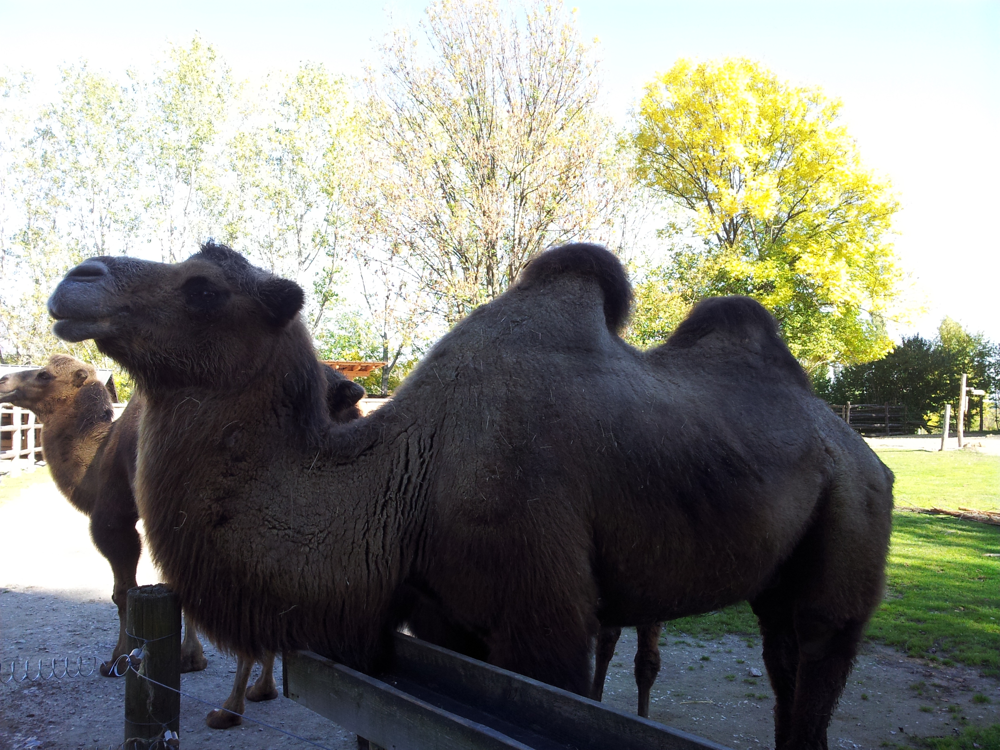 Kleinhofers Himbeernest Ausflugsziele Tierwelt und Gartenschloss Herberstein