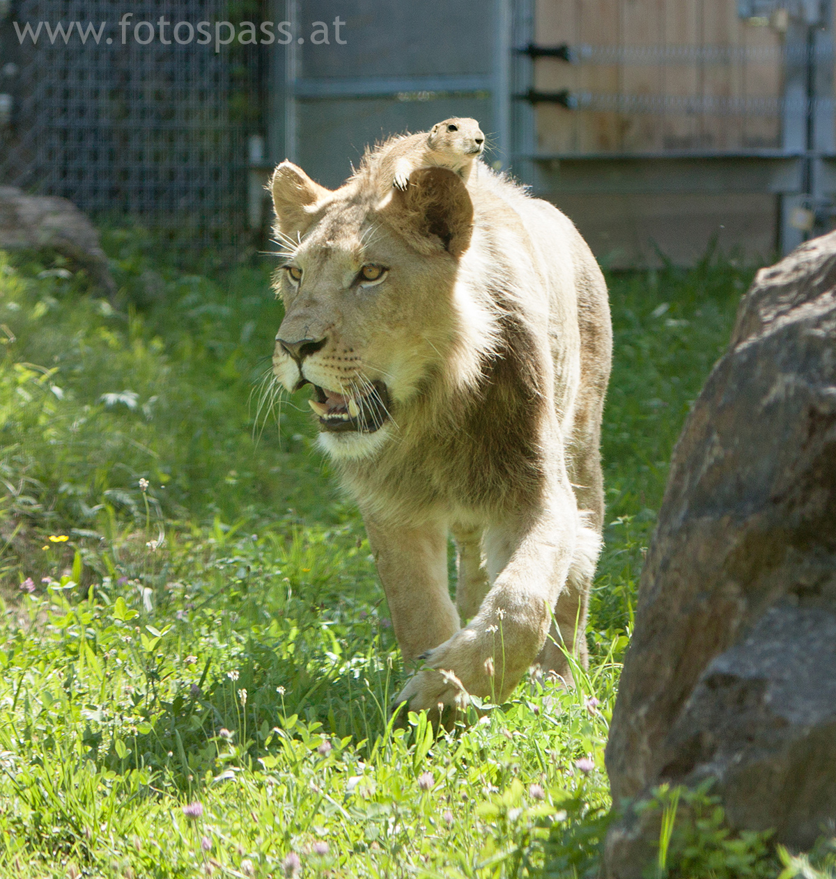 Cafe - Restaurant - Schrott Ausflugsziele Tierwelt Herberstein