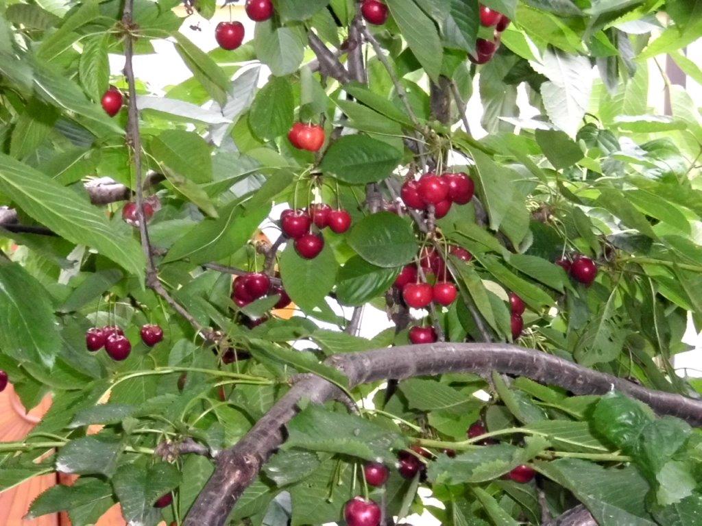 Pensionen - Arnfels - Obsthof  Glück