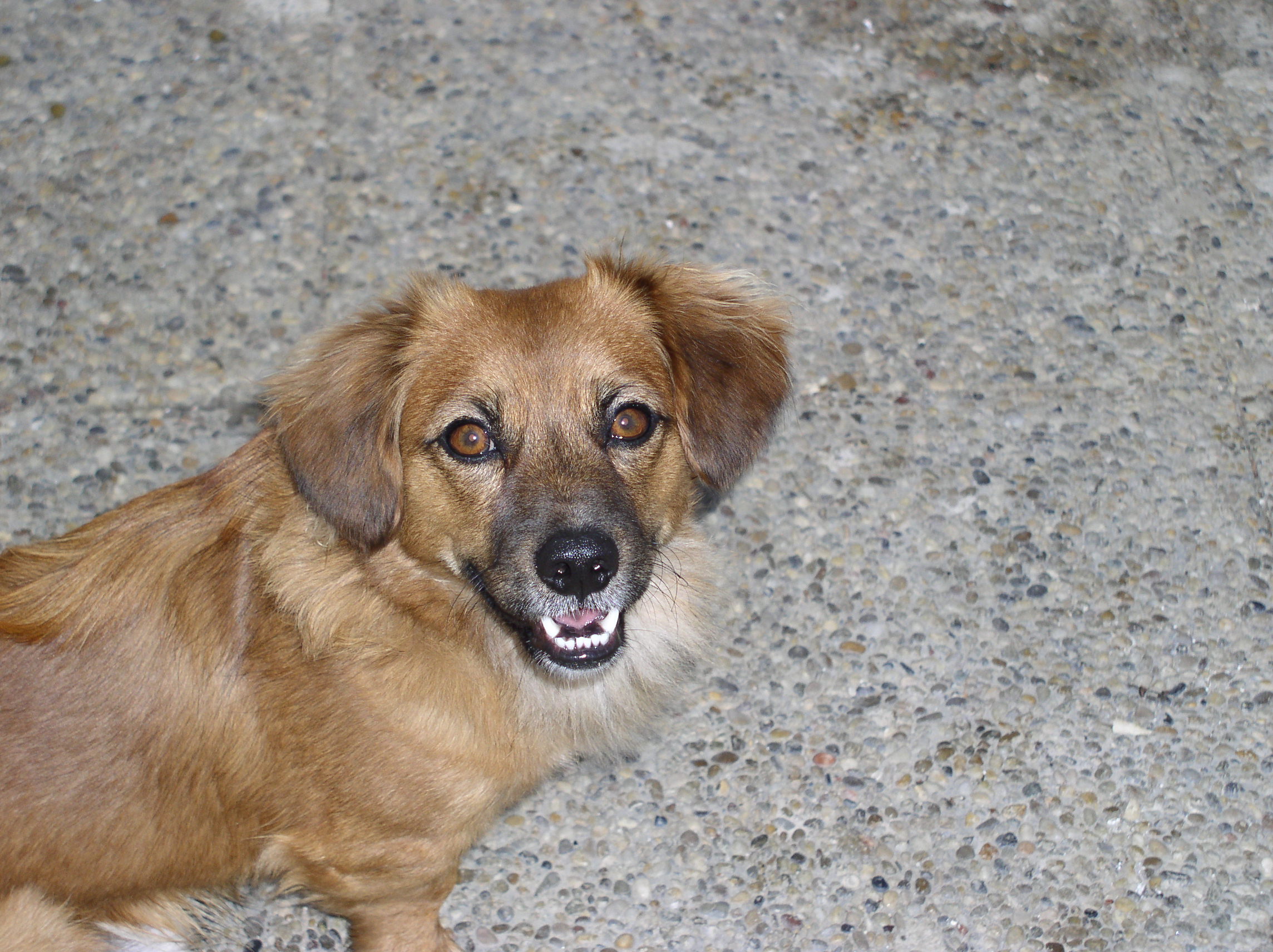 Haus Giessauf Zimmerkategorien Mandevillazimmer ( Nr. 2 )