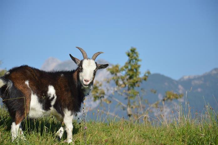 Frühstückspension: Aignerhof