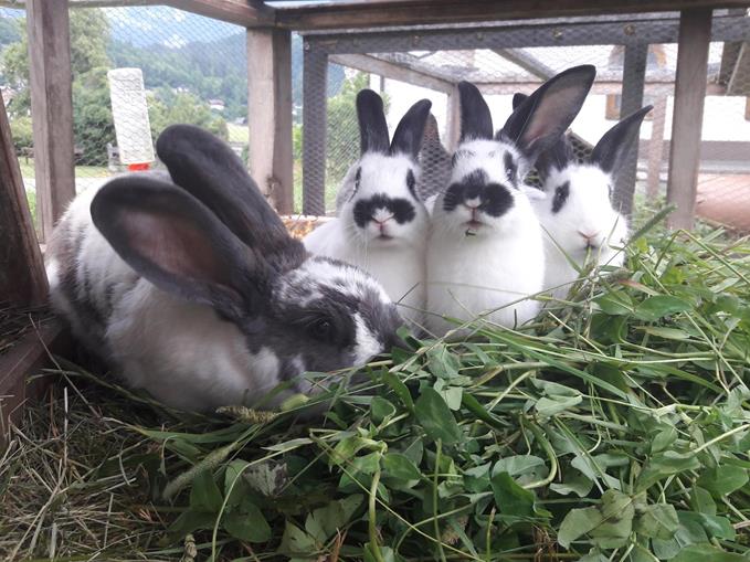 Frühstückspension: Gsöllhof