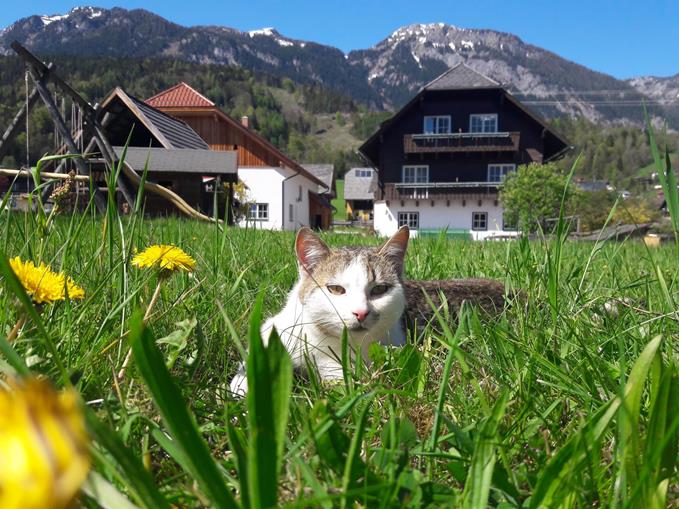 Frühstückspension: Gsöllhof