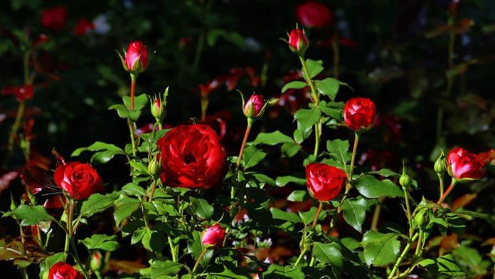 Frühstückspension: Gasthof-Pension Zur Gams