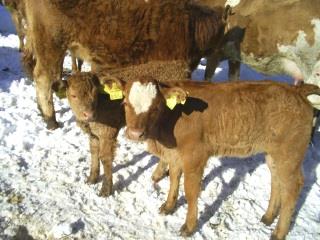 Pensionen - Garage für Zweiräder - Wörschach - Hoanz´n Hof