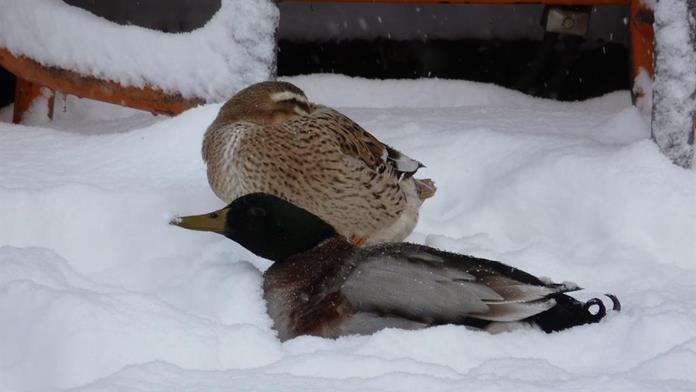Pensionen - Garage für Zweiräder - Wörschach - Hoanz´n Hof