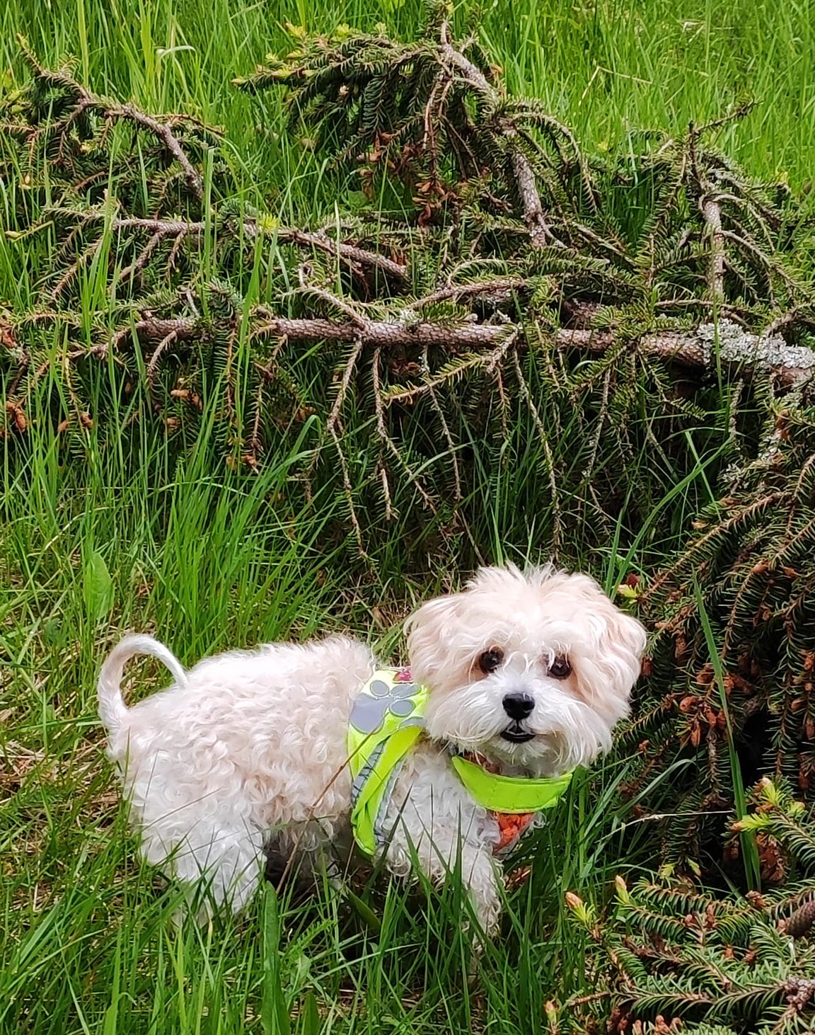 Frühstückspension: Hannas ALPENGRUSS 