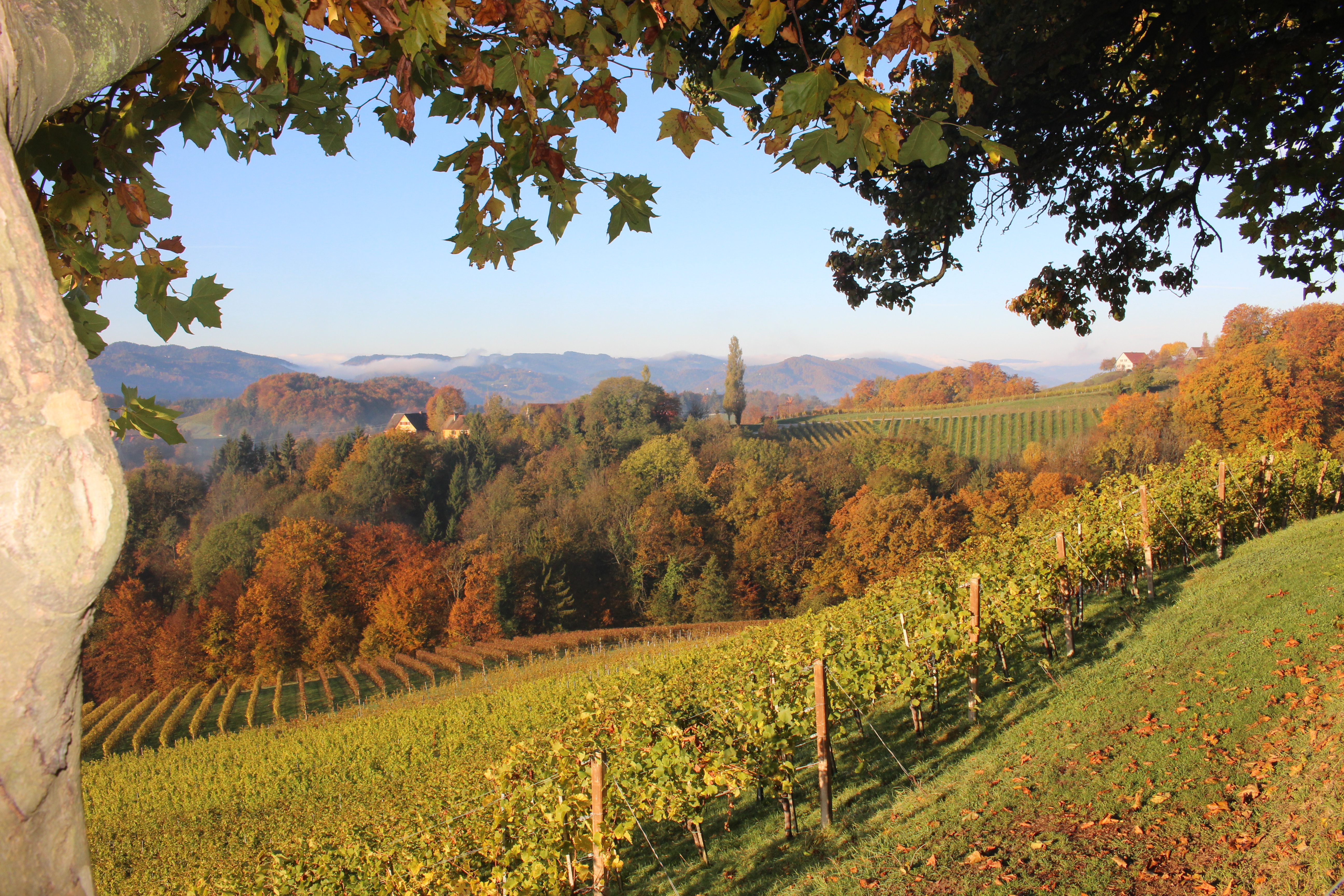 Frühstückspension: Weingut Fellner