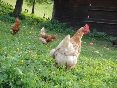 Frühstückspension: Ringlerhof