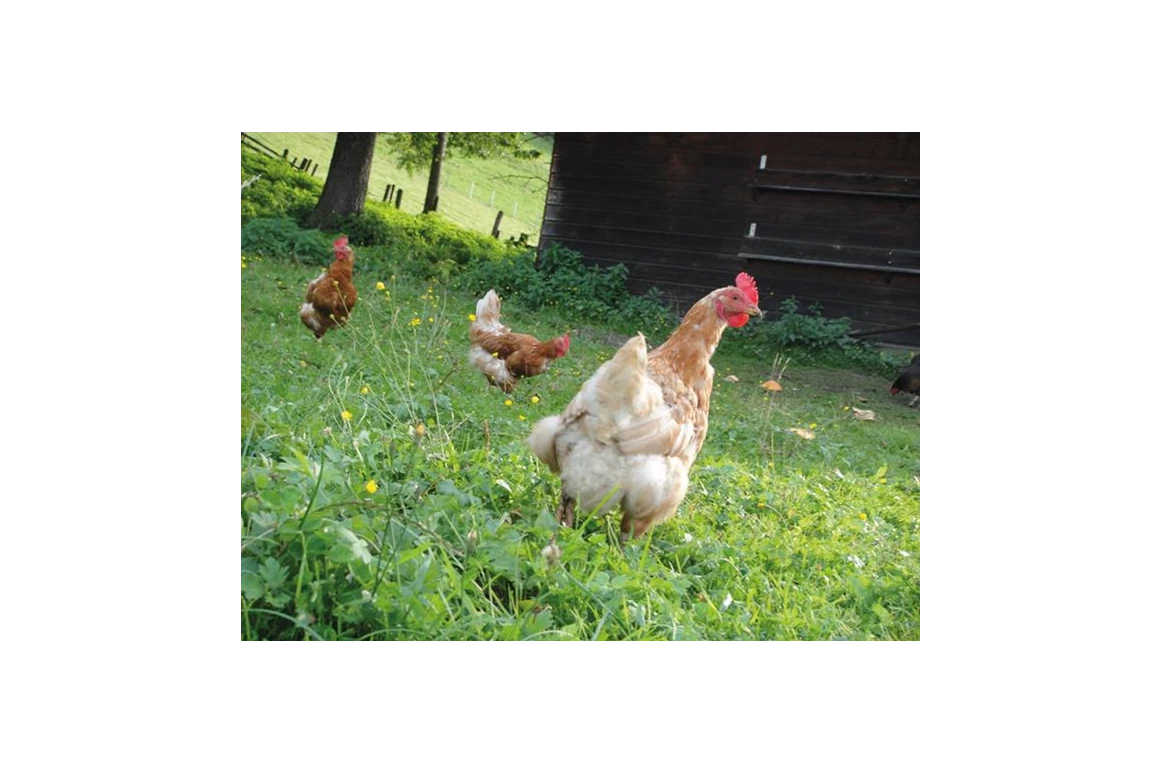 Frühstückspension: Ringlerhof