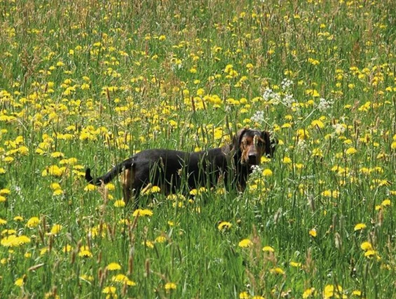 Frühstückspension: Ringlerhof