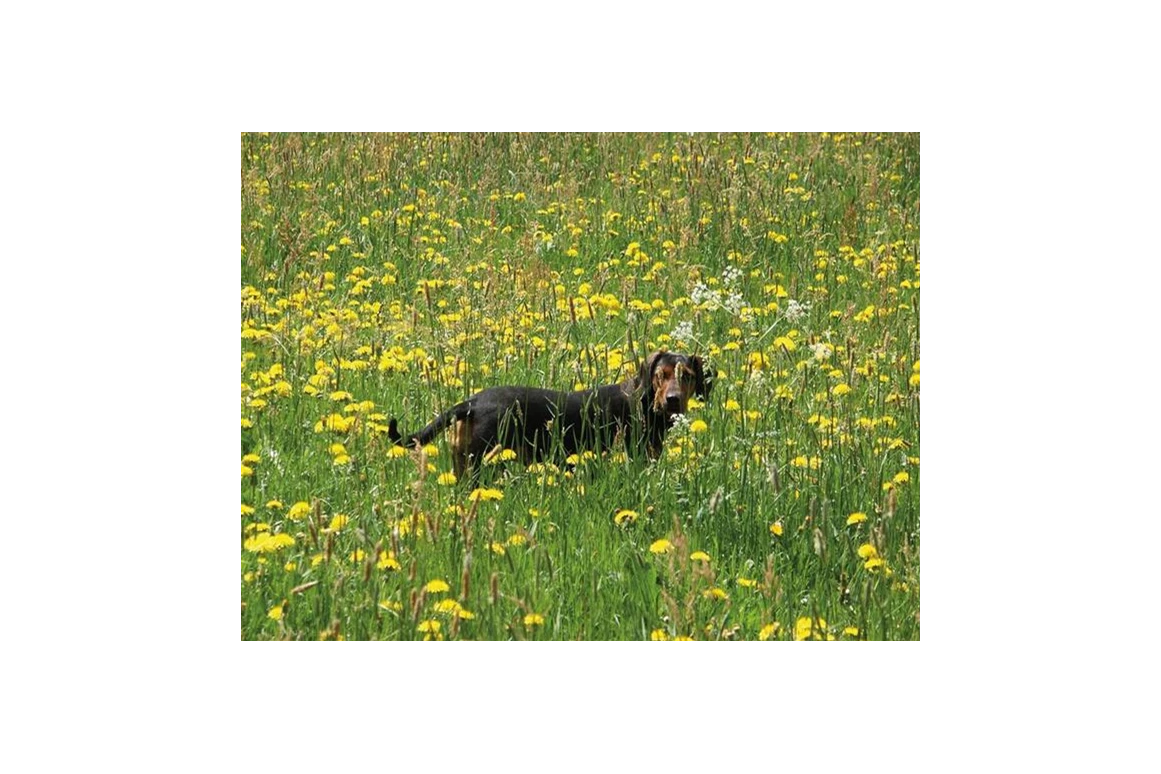 Frühstückspension: Ringlerhof