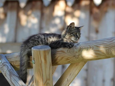Frühstückspension: Ringlerhof