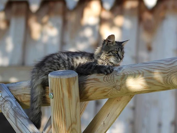 Frühstückspension: Ringlerhof