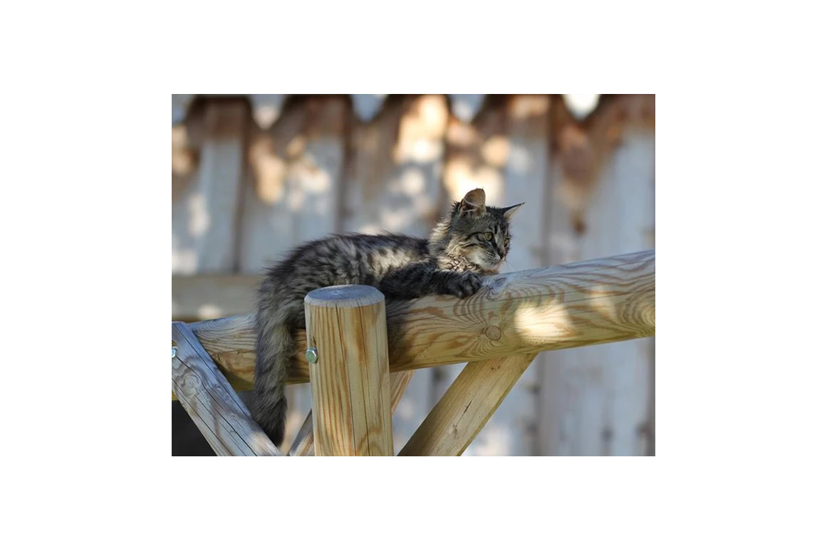 Frühstückspension: Ringlerhof