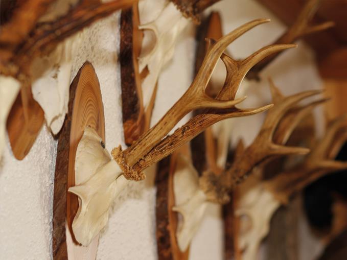 Pensionen - Gröbming - Ringlerhof