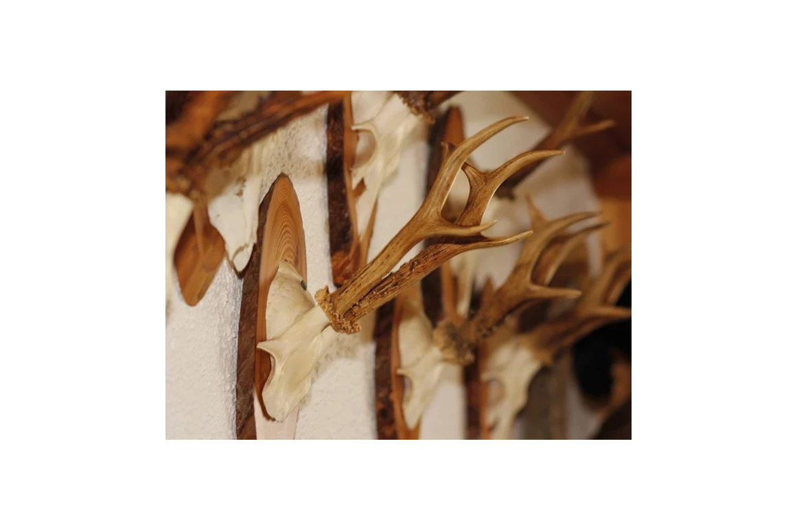 Frühstückspension: Ringlerhof