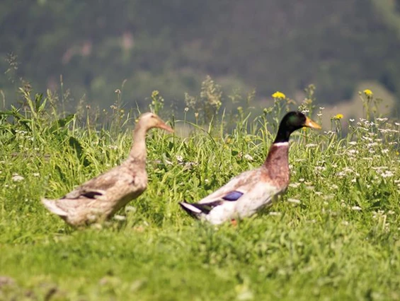 Frühstückspension: Ringlerhof