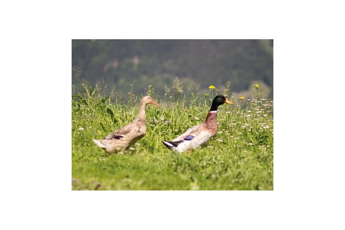 Frühstückspension: Ringlerhof