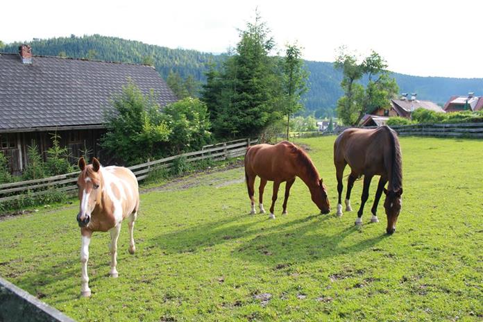 Frühstückspension: Pension Sonnwendhof