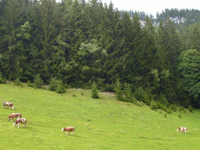 Frühstückspension: Pension Kachlerhof