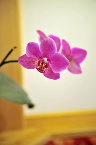 Frühstückspension: Pension Alpenglühn