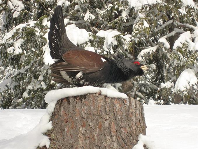 Frühstückspension: Pension Alpenglühn