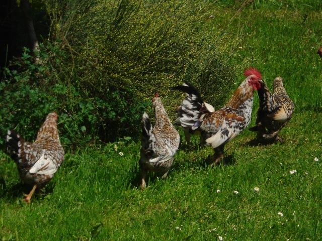 Frühstückspension: Greimelbacherhof